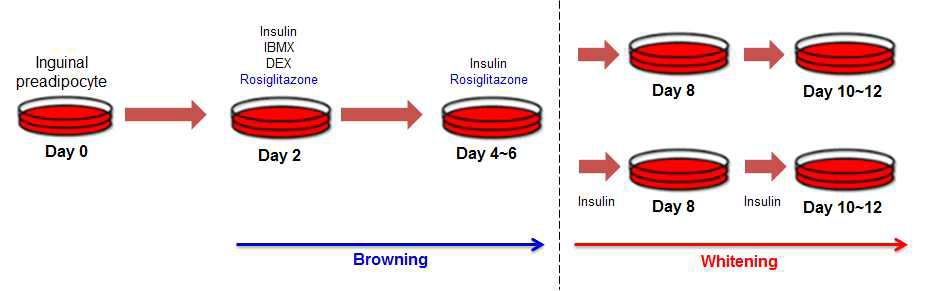 세포수준에서 Rosiglitazone을 이용한 Browning & Whitening조건 확립 모식도