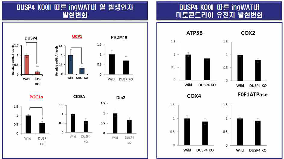 DUSP4 KO 마우스 모델에서의 ingWAT 내 열 발생 및 미토콘드리아 관여 유전자의 발현 변화