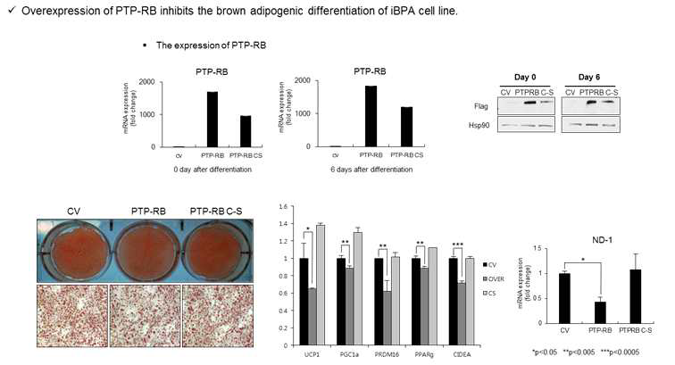 갈색지방세포 분화과정에서의 PTPRB 분화억제효과