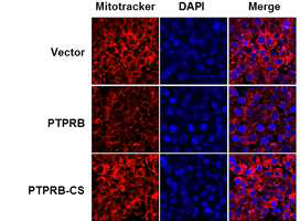갈색지방세포 분화과정동안 PTPRB 과발현에 미토콘드리아 수의 변화
