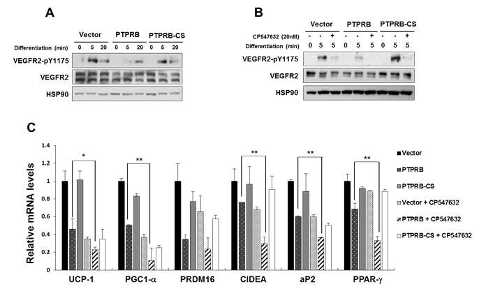 PTPRB 과발현에 따른 VEGFR2 타이로신 인산화 및 분화마커 인자의 발현 변화