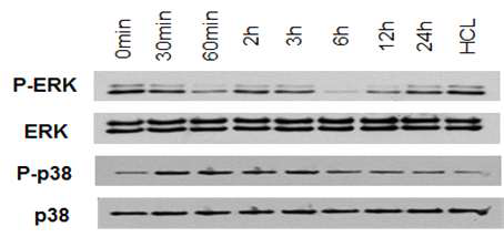 유사갈색지방세포 활성유도 인자 처리에 따른 DUSP6와 DUSP10의 기질인 Erk와 p38의 인산화