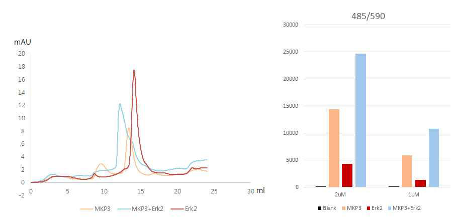 Erk2-MKP3 복합체 형성 확인 결과와 FRET 반응 확인 결과
