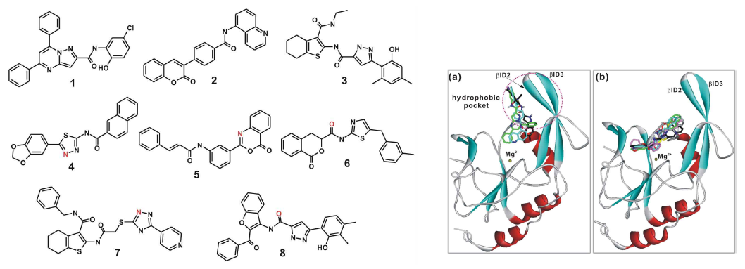 신규발굴 SCP1 저해물질 8종(좌측) 및 결합 모델링(우측)