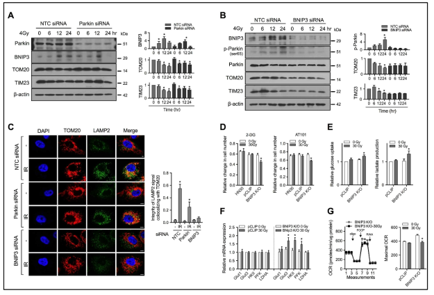 p53/BNIP3 의존적인 mitophagy가 방사선저항성 획득 암세포주의 대사리모델링을 결정
