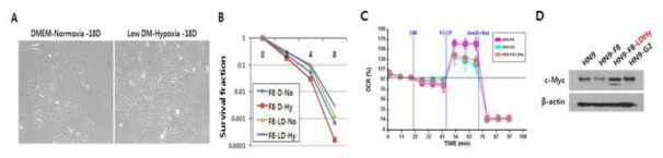 대사적 스트레스 조건 (3% O2, 5 mM glucose)에 장기간 노출된 후 HN9-S 클론의 세포모양(A)과 세포생존율(B), 미토콘드리아 기능(C) 및 Myc 단백질 발현(D) 변화 확인