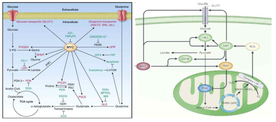 암세포대사에서 Myc의 역할 및 Myc과 HIF-1의 상호작용