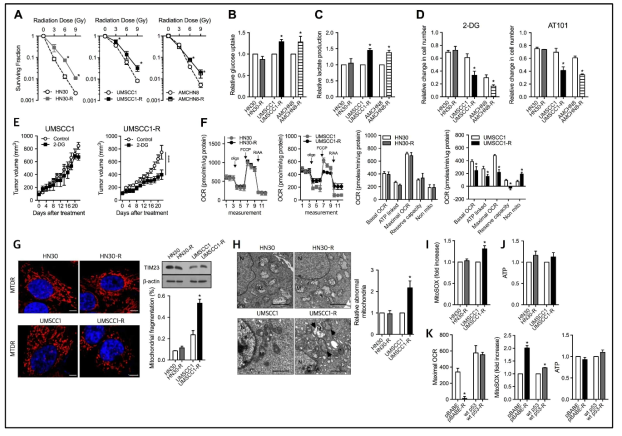 p53변이별 방사선저항성 획득 암세포주에서 당대사 의존도 및 미토콘드리아의 기능 관찰