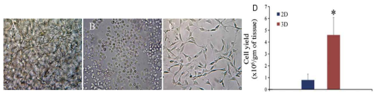 창상기질 모방 하이드로젤-지지 3차원 장기(organ)배양법의 세포 분리배양 수율 (Selective recovery of outgrown cells from hydrogel using matrix-specific protease treatment. *, p < 0.01 compared to 2D, #, p < 0.01 compared to 3D w/o AMBA.)