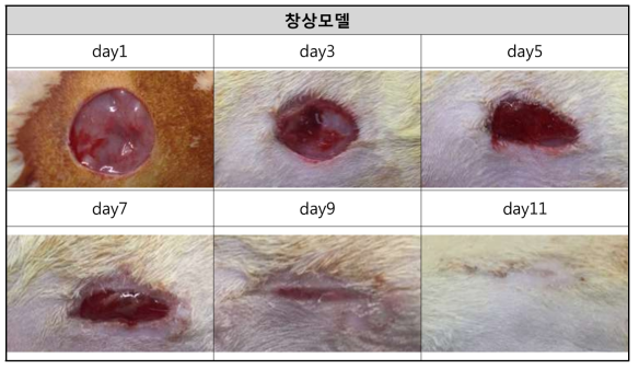 창상모델 육안적 평가