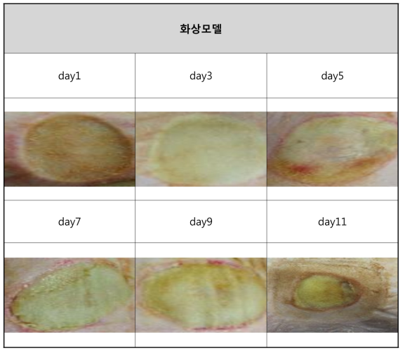 화상모델 육안적 평가