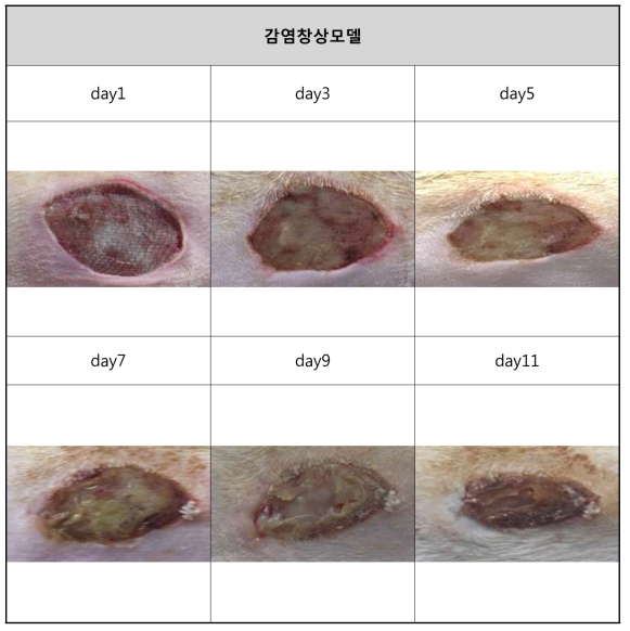 감염창상모델 육안적 평가