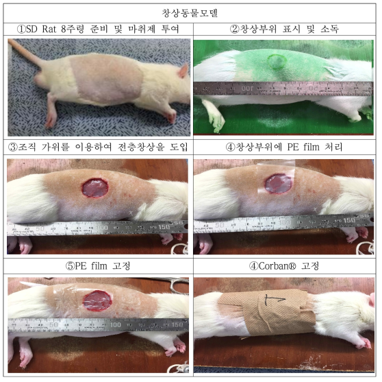 바이오센서의 창상동물모델 평가 진행