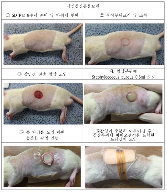 바이오센서를 포함한 드레싱재의 감염창상 동물실험 진행