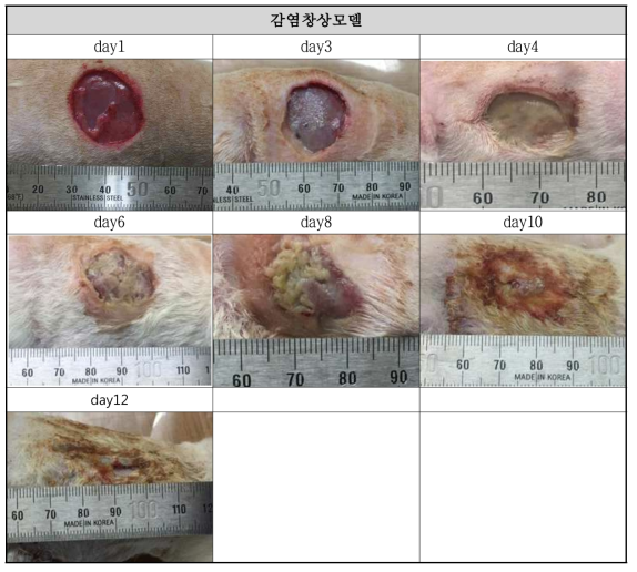 감염창상모델 육안적 평가