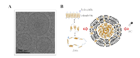 A) Z/PC-NP의 cryo-TEM 사진 B) Z/PC-NP의 모식도