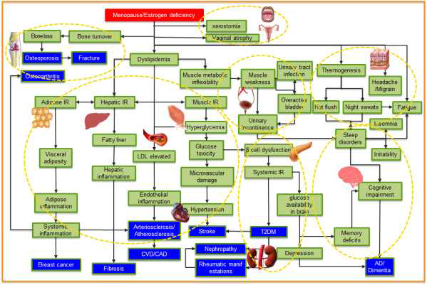 갱년기 건강 관련 phenotypic map