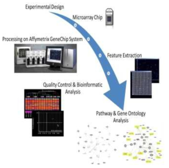 Transcriptome