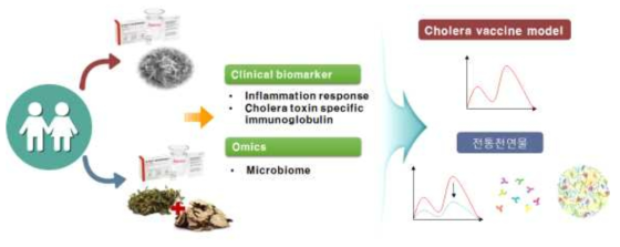 장 염증 유도를 위한 콜레라 백신 모델