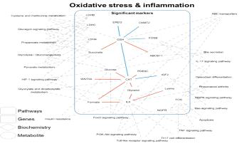 운동을 통한 산화 및 염증 스트레스 부하 모델 하에서 지표 간의 관계와 관련된 신호전달경로