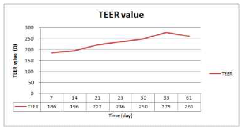 시간에 따른 Caco-2 cell monolyaer의 TEER값 변화