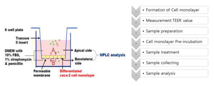 Caco-2 cell monolayer를 이용한 EGCG 생체이용률 평가 모식도