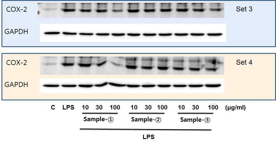 항염증성 표지인자인 COX-2 생성 억제 효능
