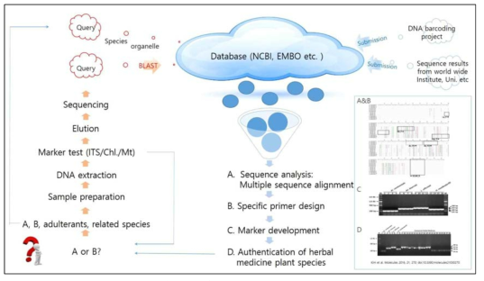 DNA barcoding을 이용한 한약재 기원 종 동정 과정