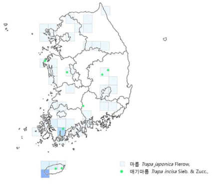 마름의 분포