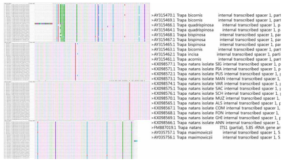 ITS영역에서의 trapa속 종들의 alignment