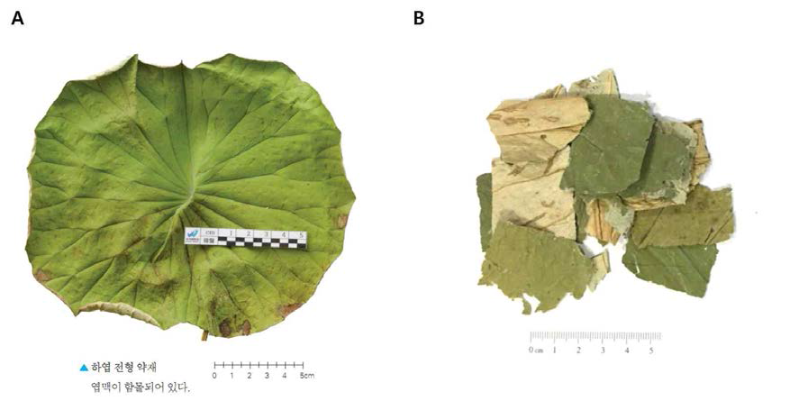 하엽 A 하엽전형약재 [본초감별도감], B. 하엽 [중국산]