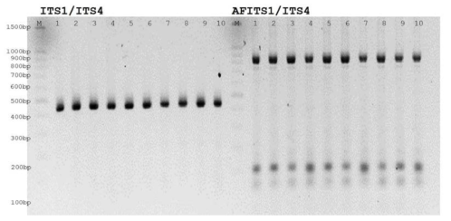 10개의 다른 하엽원물로부터 ITS1/4과 AF-ITS1/4로 증폭한 DNA 분석