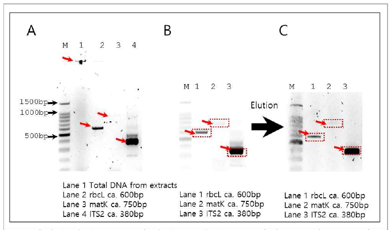 70% 에탄올 추출물로부터 추출된 세신 DNA에서 증폭한 PCR 산물