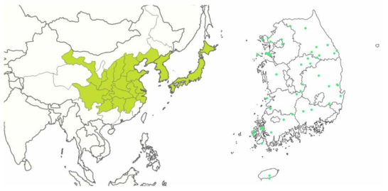 기원종 도라지의 분포