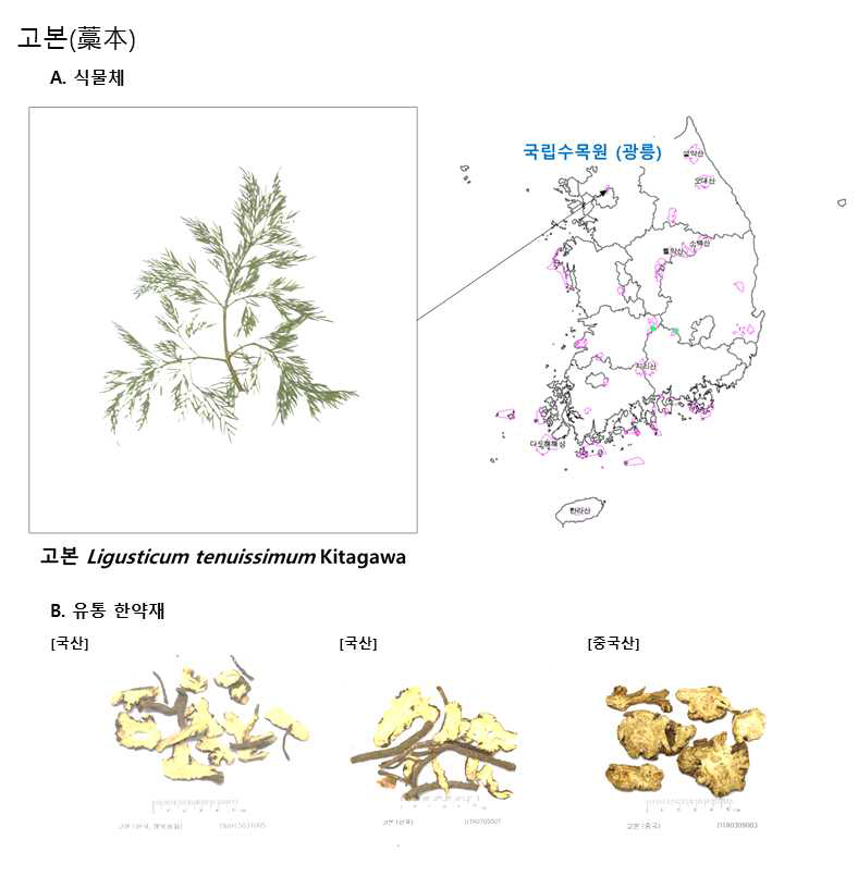 고본 소재. A 확증표본 고본 (Ligusticum tenuissimum Kitagawa)의 채집지와 국내분포 [출처: 국립생태원], B. 유통한약재 고본 [동의보감소재은행 보유]