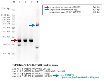 고본 유통한약재의 종 특이성 마커 분석