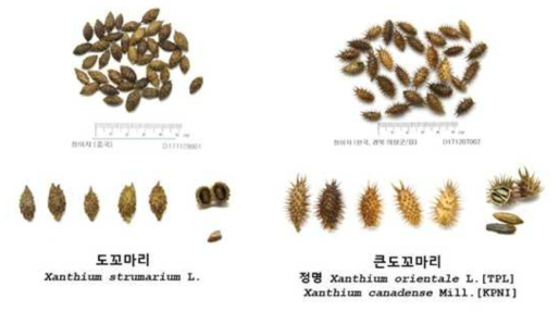 중국산 창이자(도꼬마리, 기원종)와 국산 큰도꼬마리 열매