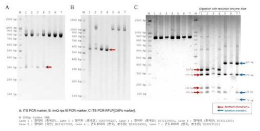 Xanthium 종 특이성 마커를 이용한 중국산 창이자와 큰도꼬마리의 마커 분석