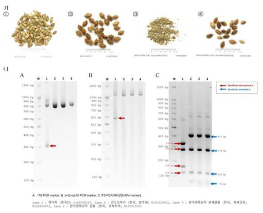 분양 원물 창이자의 기원 종 동정: 가. 창이자 외형, 나. Xanthium 종 특이성 마커분석