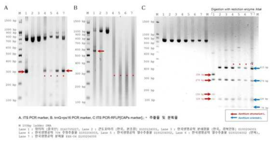 Xanthium 종 특이성 DNA 마커를 이용한 분양 추출물과 분획물의 기원 종 동정