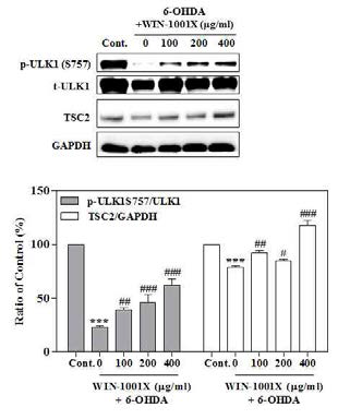 Autophagy 유도 기전 연구