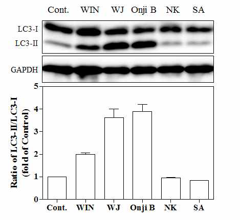 Autophagy 유도 효과