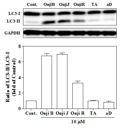 Autophagy 유도 효과