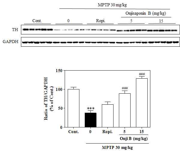 Autophagy 유도 효과