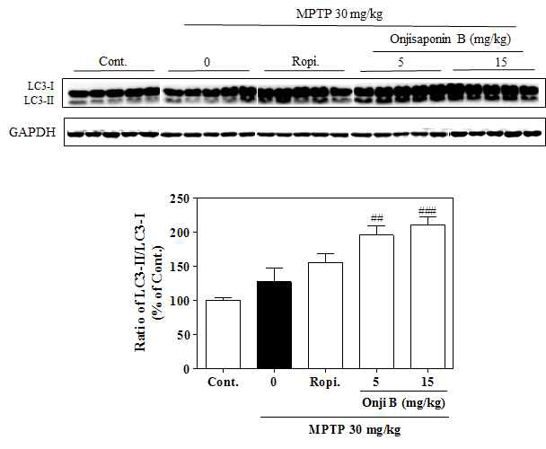 Autophagy 유도 효과