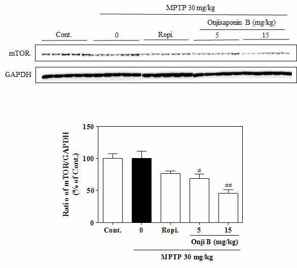 Autophagy 유도 기전 연구