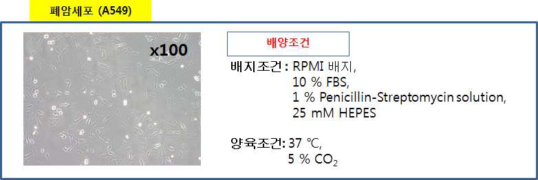 폐암세포 (A529)의 배양조건