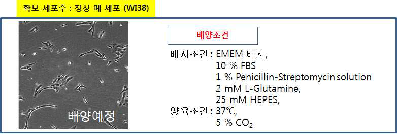 정상세포 (WI38)의 배양조건 (배양예정)