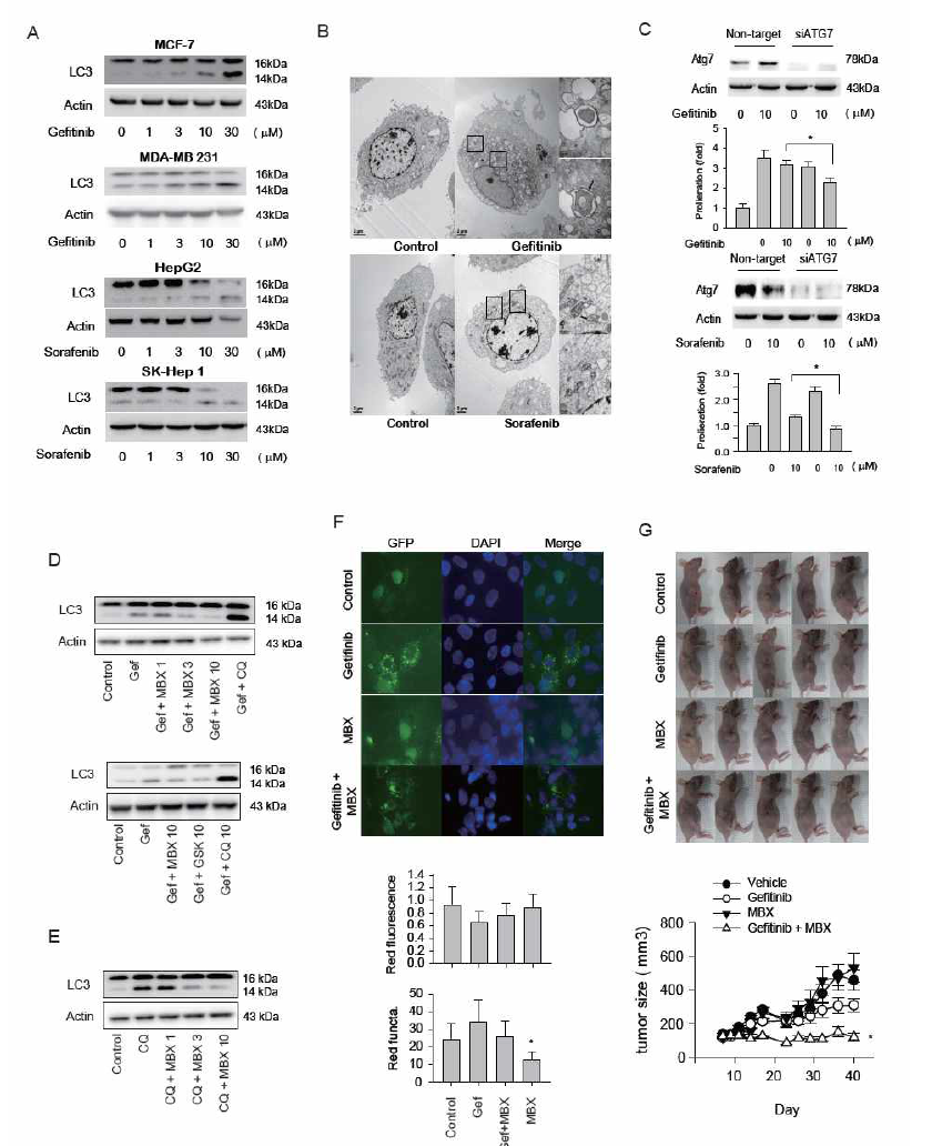 MBX-2982 매개 autophagy 억제에 의한 gefitinib 세포사멸작용의 증가