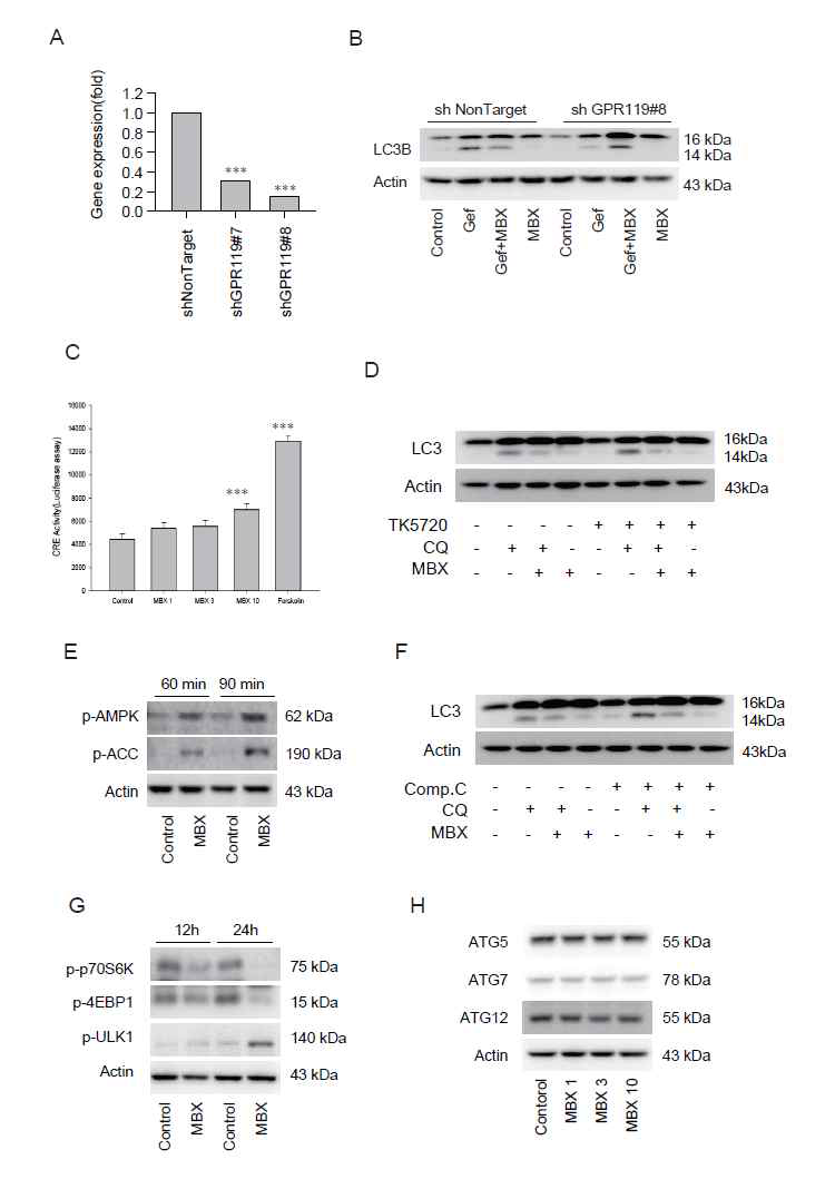 GPR119 리간드의 autophagy 억제작용의 신호전달체계 관련성